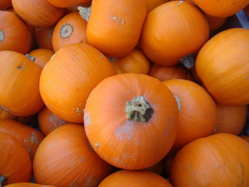 pumpkins fresh orange