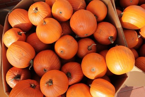 pumpkins fresh orange