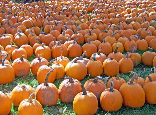 Pumpkins For Sale