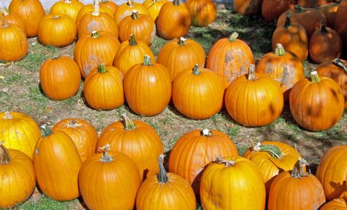 Pumpkins For Sale