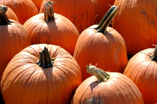 Pumpkins For Sale