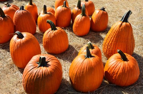 Pumpkins For Sale