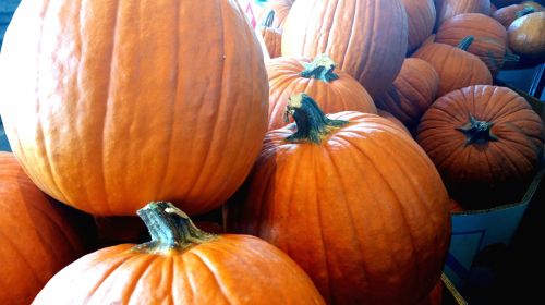 Pumpkins For Sale