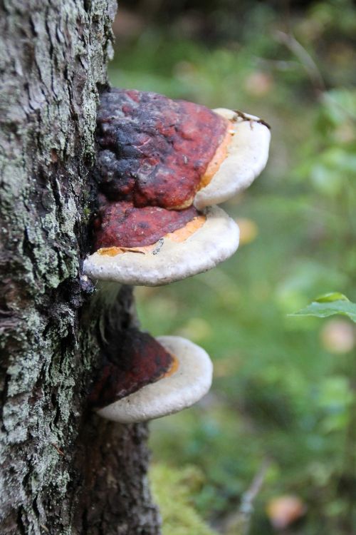 punk mushroom tree