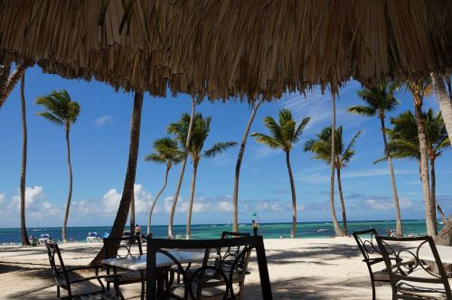 punta cana beach palm trees