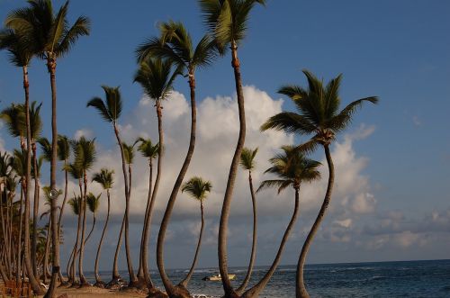 punta cana caribbean palms