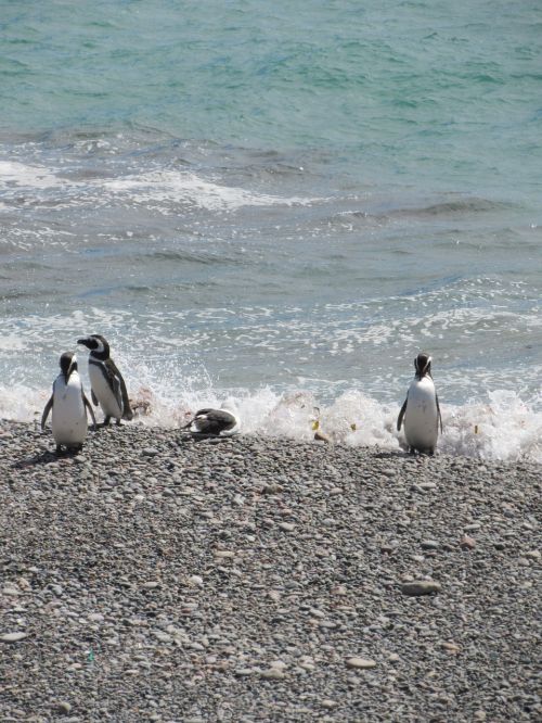 punta tombo penguin magellan