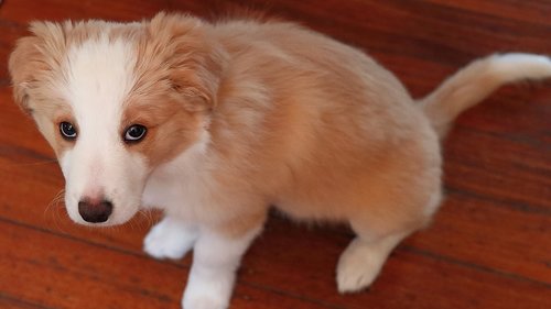 pup  cute  sitting