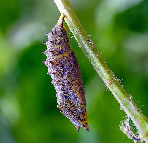 pupa  cocoon  butterfly