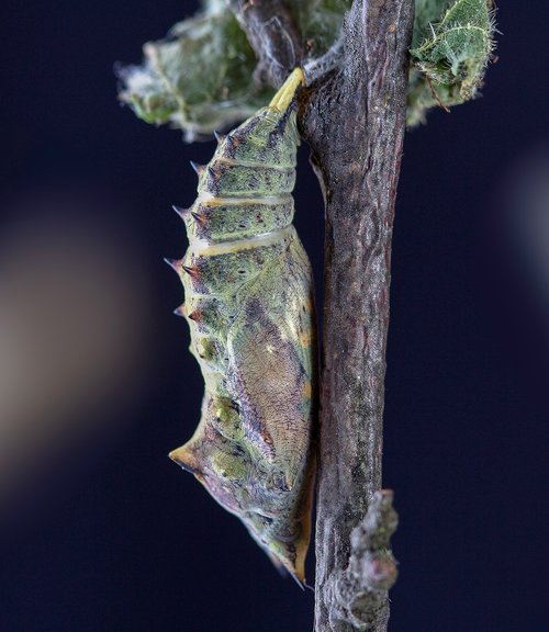 pupa  peacock-butterfly  cocoon