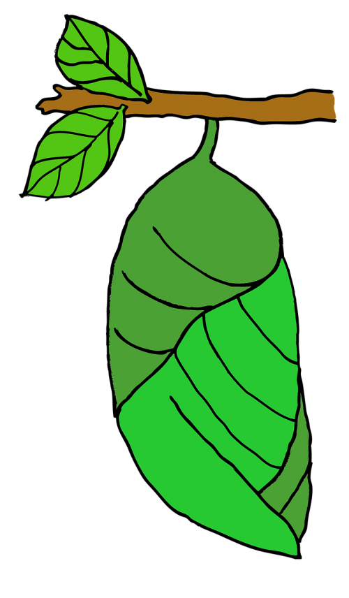 pupa butterfly stage