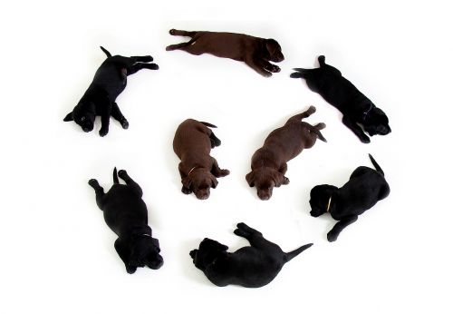 puppies black brown