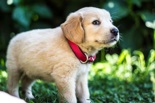 puppies dog golden retriever