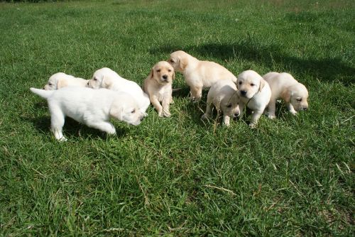 puppies labradors biszkoptowe