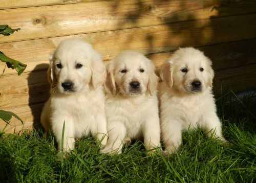 puppies golden retriever cute