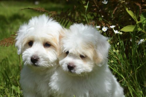 puppies dogs white