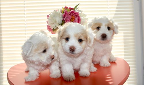 puppies small dog cotton tulear