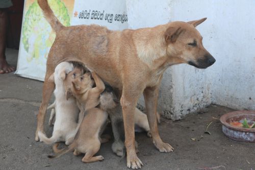 puppies suckle sri lanka