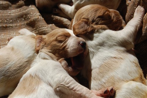 puppies  dream  puppy