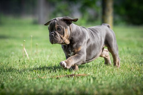 puppies  bulldog  dog