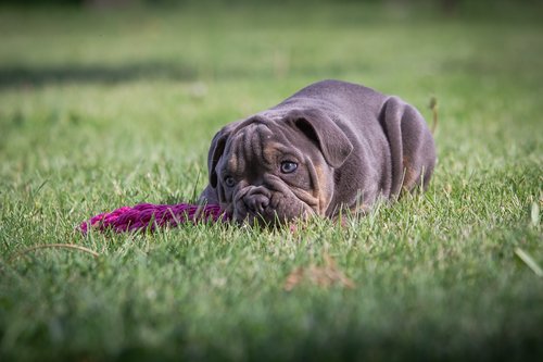 puppies  bulldog  dog