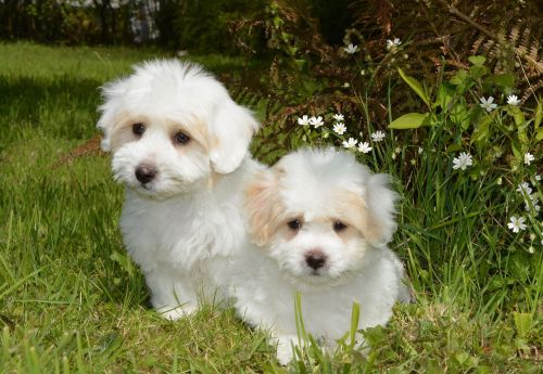 puppies coton tulear dog animal