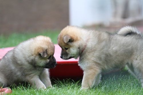 puppies playing eurasians dog