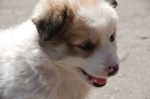 puppy a yorkshire dog