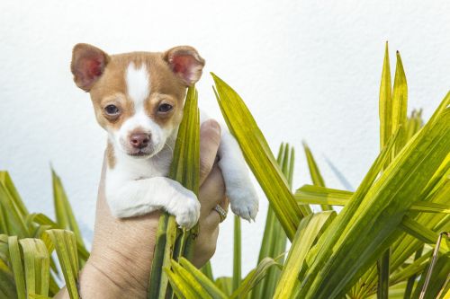 puppy chihuahua animals