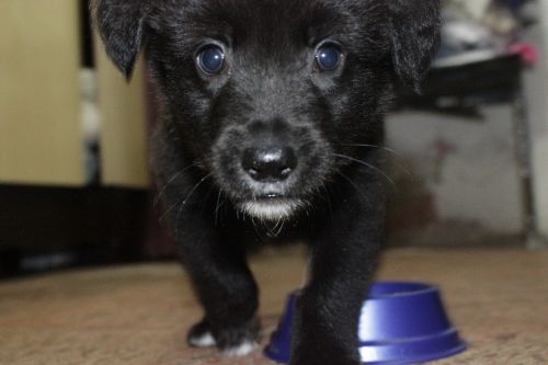 puppy black animal