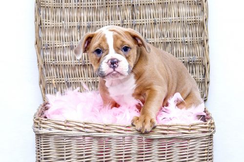 puppy bulldog dog