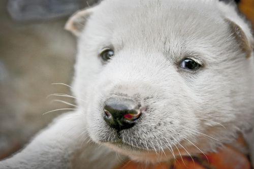 puppy country dog korean jindo dog