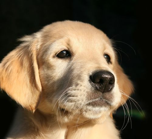 puppy dog golden retriever