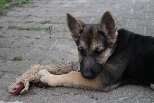 puppy schäfer dog play