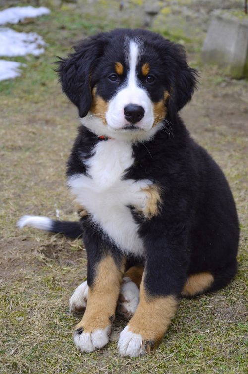 puppy bernese mountain dog dog