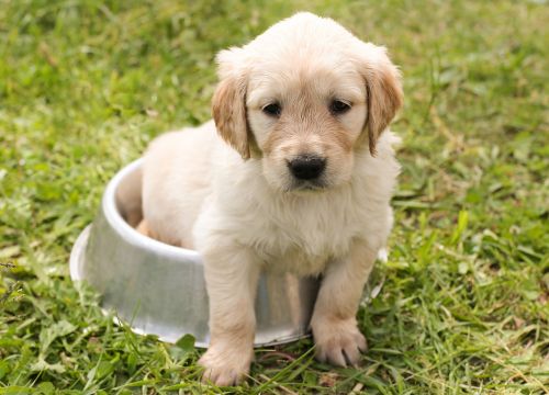 puppy golden retriever dog