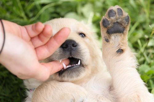 puppy golden retriever dog