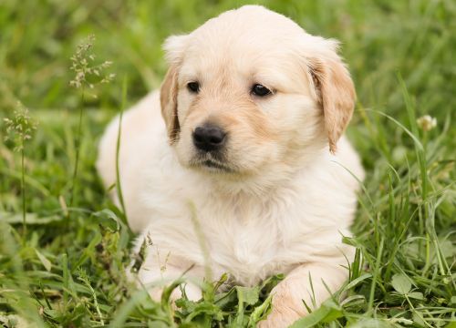 puppy golden retriever dog