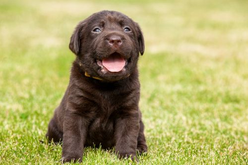 puppy grass garden