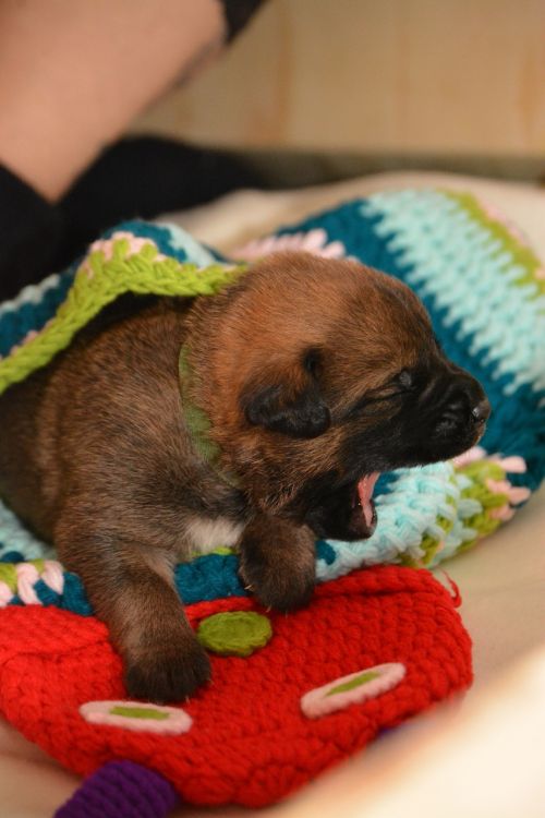puppy tired hunger