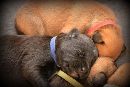 puppy sleep dog puppies