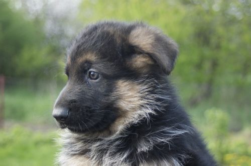 puppy german shepherd tiny
