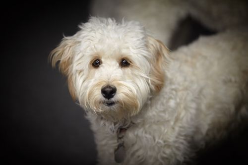 puppy labradoodle white dog