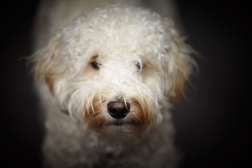 puppy labradoodle white dog