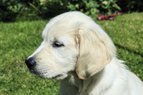 golden retriever puppy golden