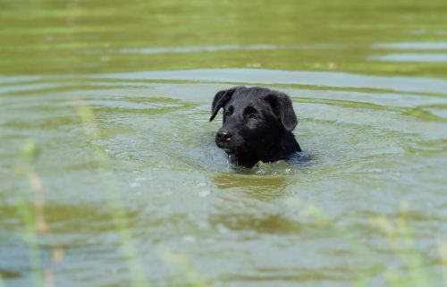 puppy swimming summer