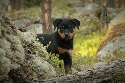puppy rottweiler forest