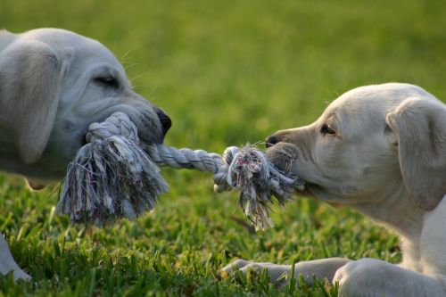 puppy tug-o-war lab