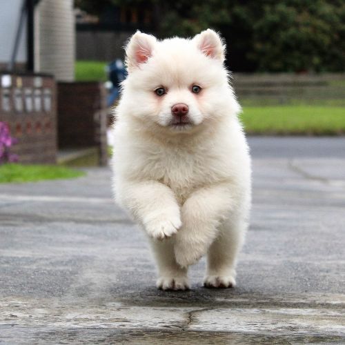 puppy running dog