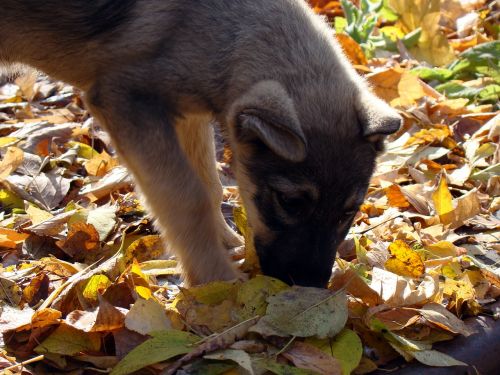 puppy leaves autumn